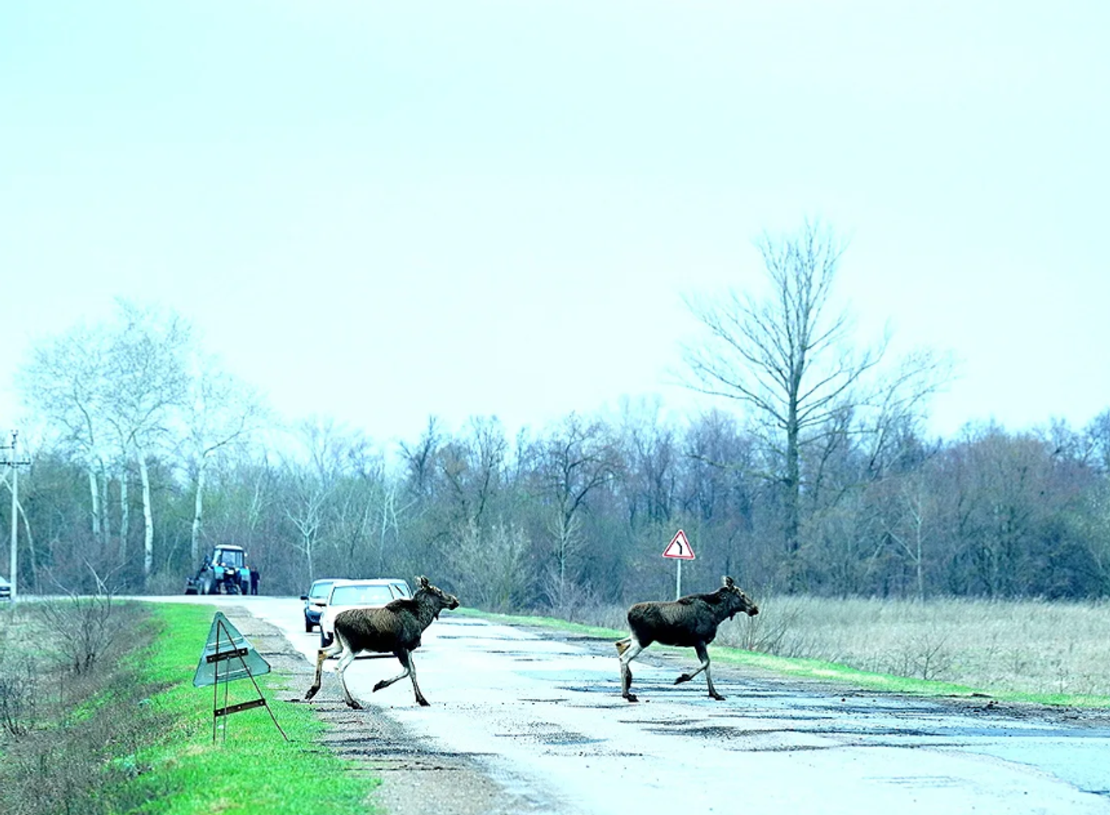 В Башкирии у подножия Торатау заметили семейство лосей