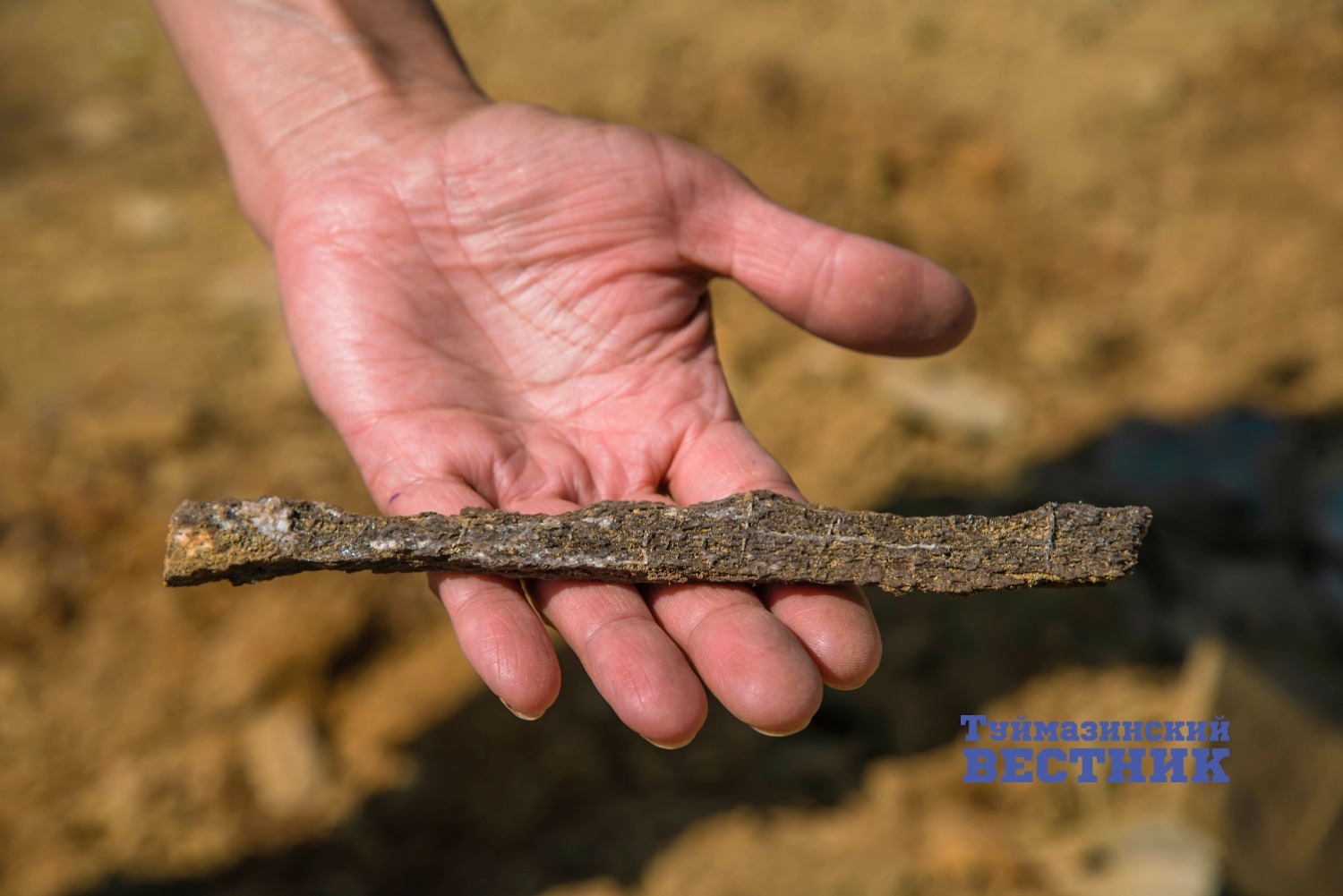 В Туймазах нашли окаменелое дерево возрастом почти 300 миллионов лет