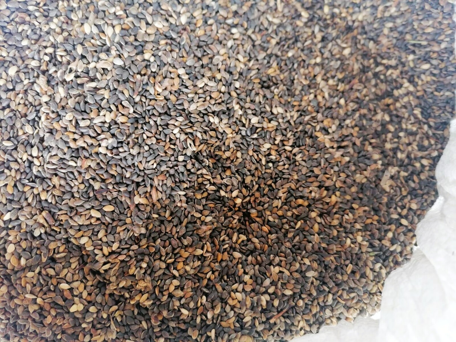 В 2025 году в Башкирии заготовили более трех тонн семян лесных растений