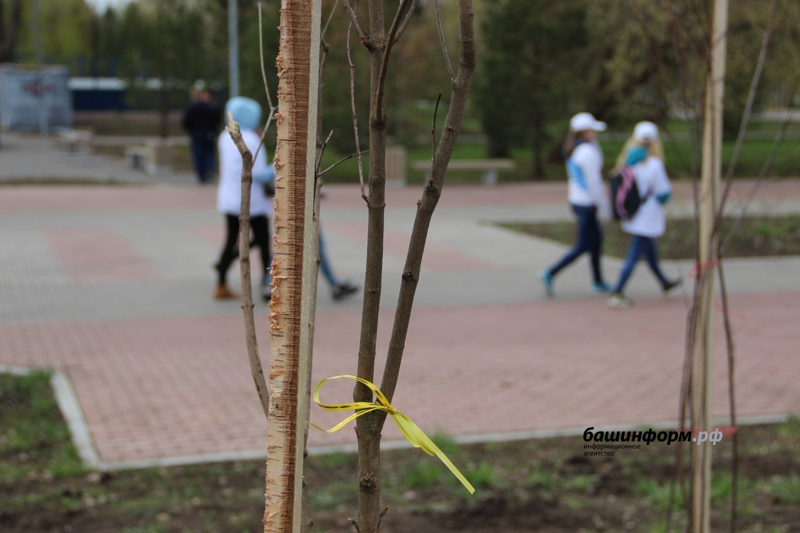 Башкирия вошла в топ-10 регионов России по высадке деревьев