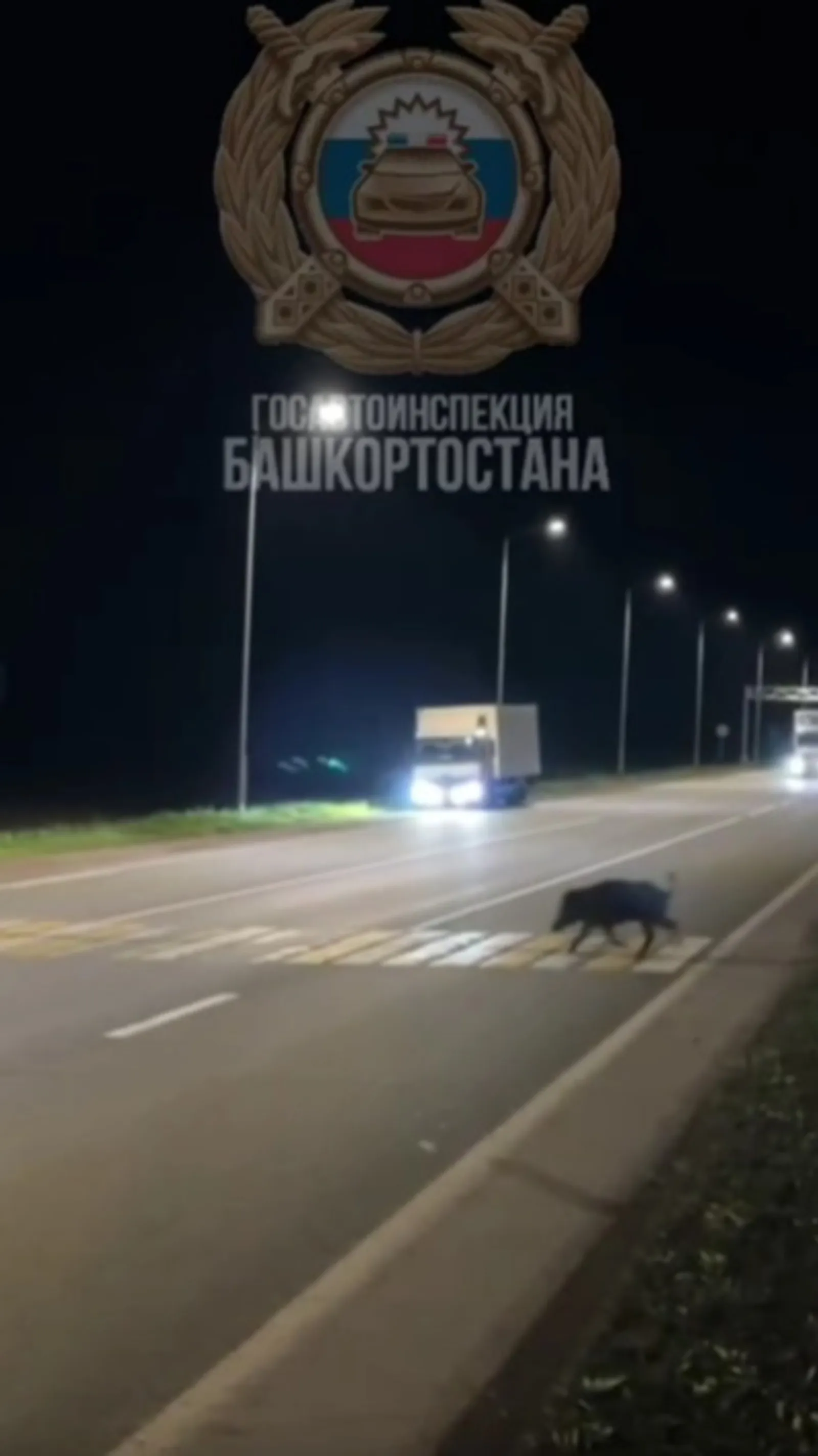 В Башкирии кабан перешел дорогу по пешеходному переходу
