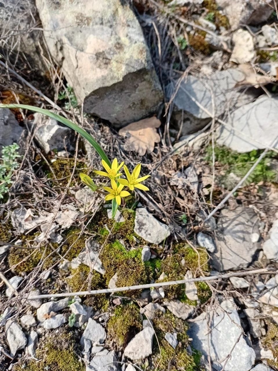 В Башкирии расцвели цветы, занесенные в Красную книгу