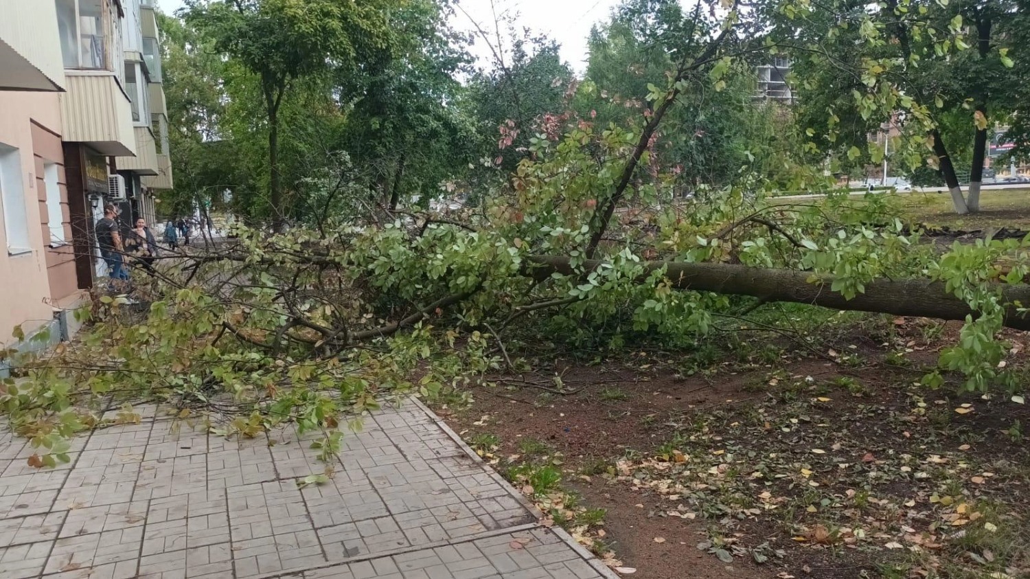 В Башкирии  сильные  ветры  свалили  деревья, помяты 5 автомашин