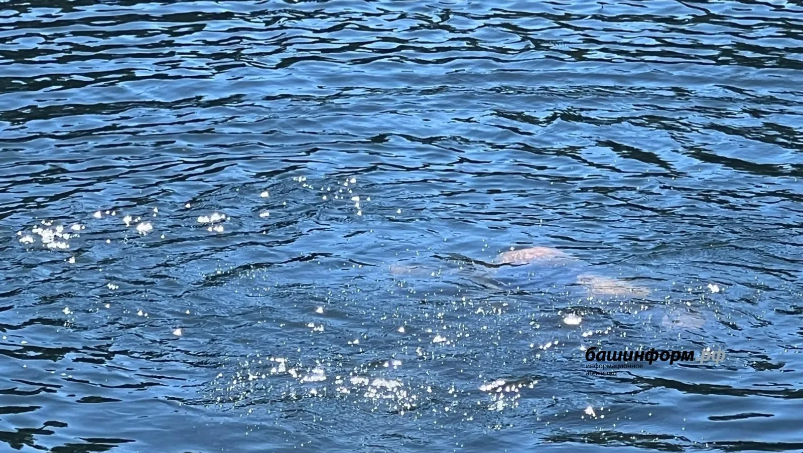 В Башкирии зафиксированы происшествия на водоёмах