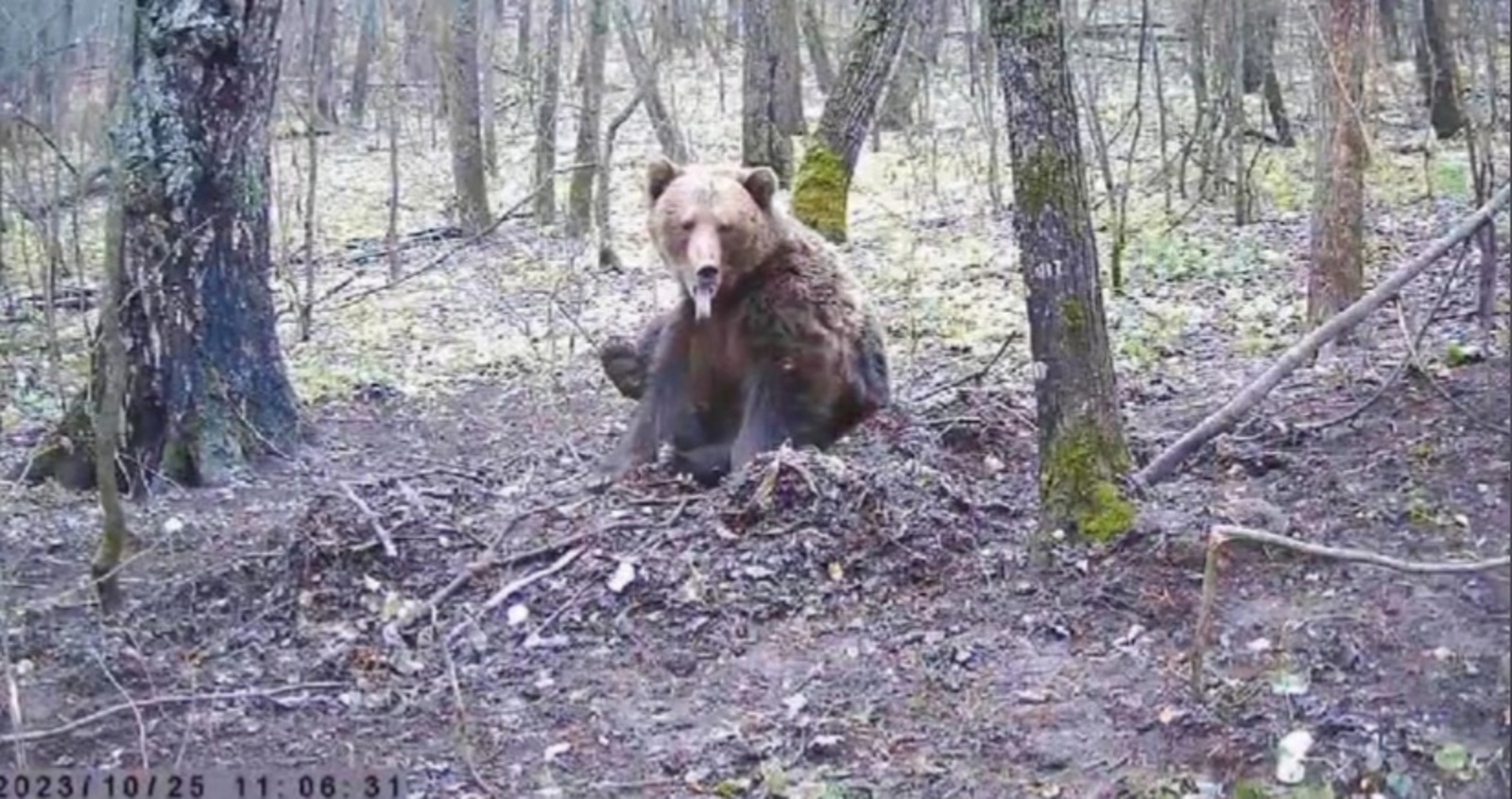 В Башкирии фотоловушка поймала медведя, который соблазнился чужой приманкой