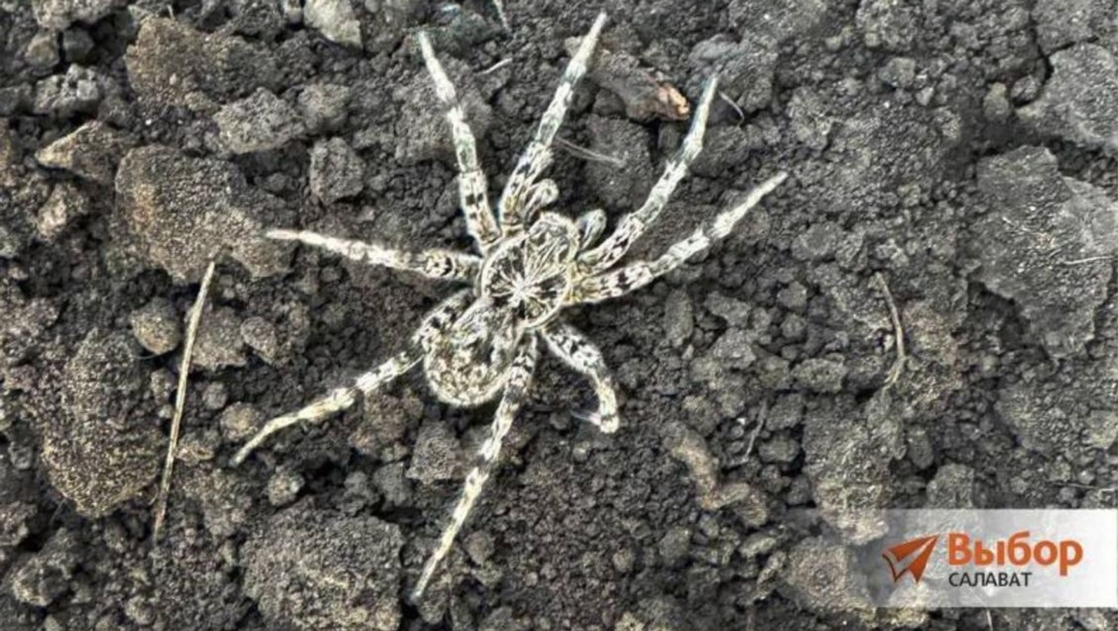 В Башкирии дачников напугал тарантул