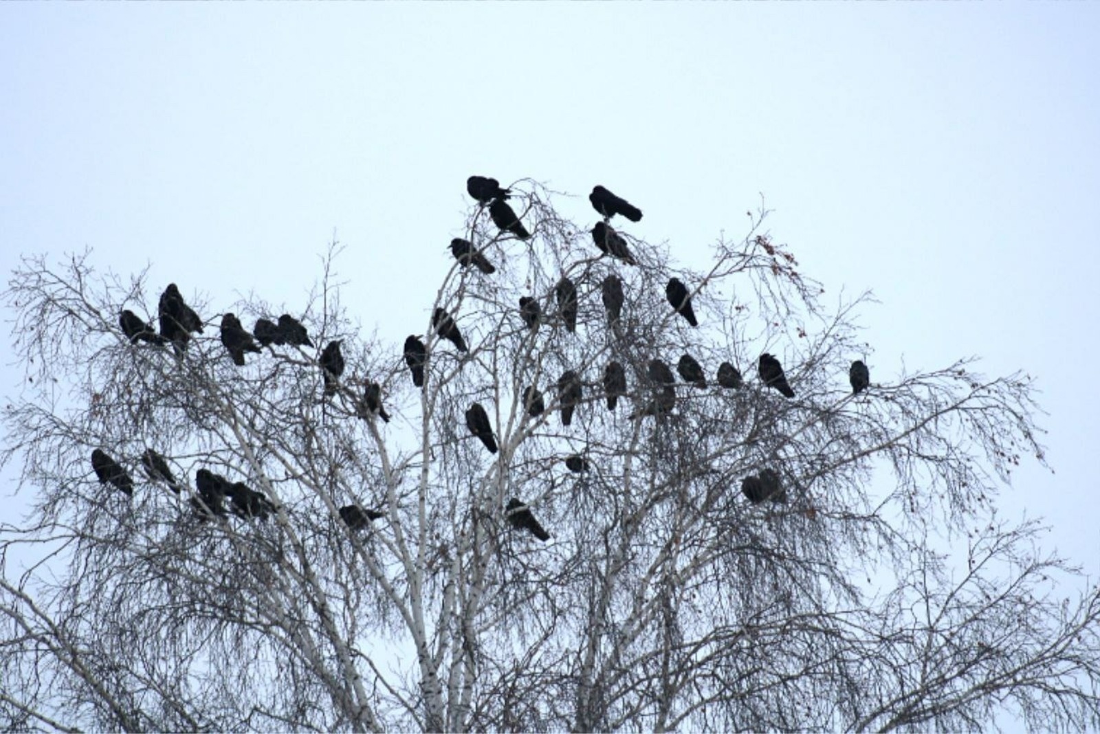 Весна пришла: в Башкирии заметили большую стаю грачей