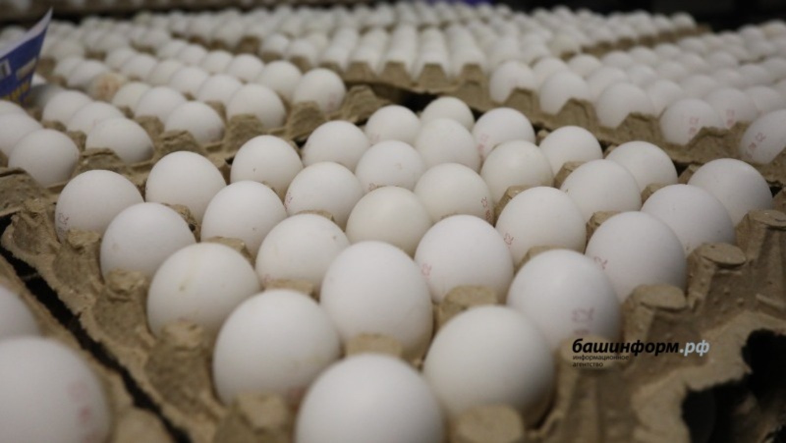 В Стерлитамаком районе антимонопольная служба  требует снизить цены на яйца