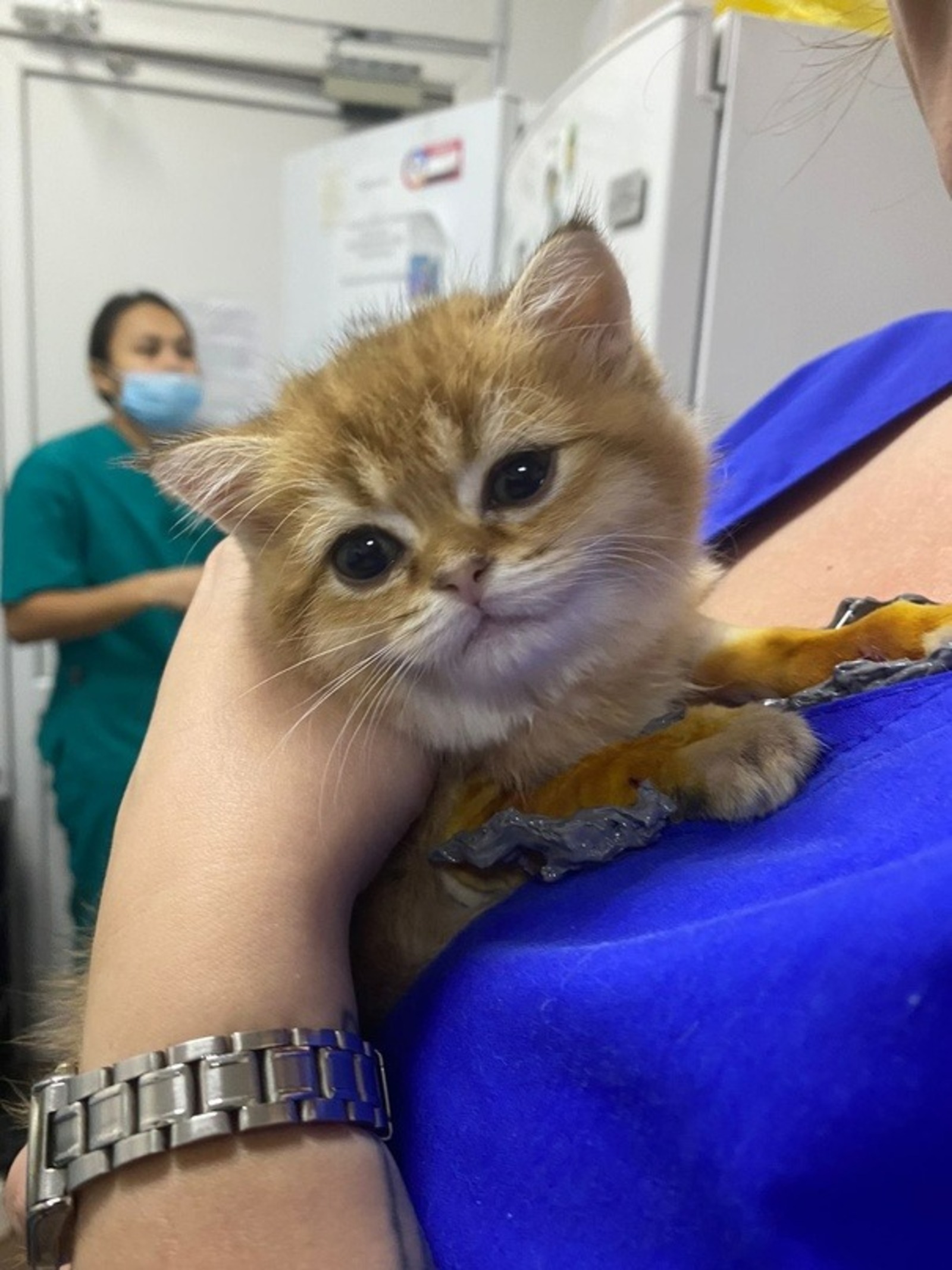 В Башкирии  ветеринары установили котенку с врожденной аномалией лап суставные протезы