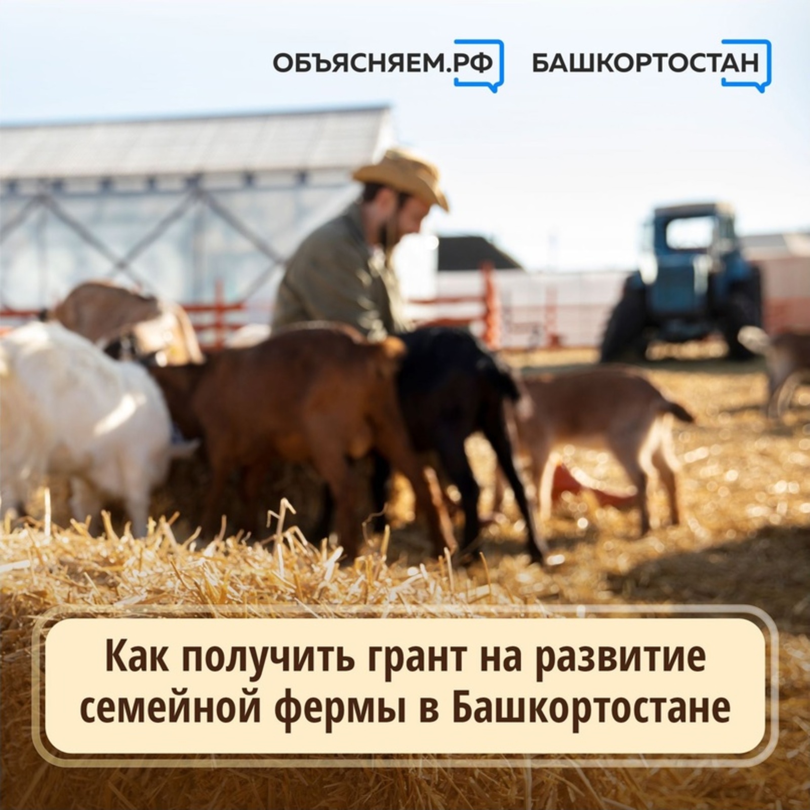 Как получить грант на развитие семейной фермы в Башкортостане?