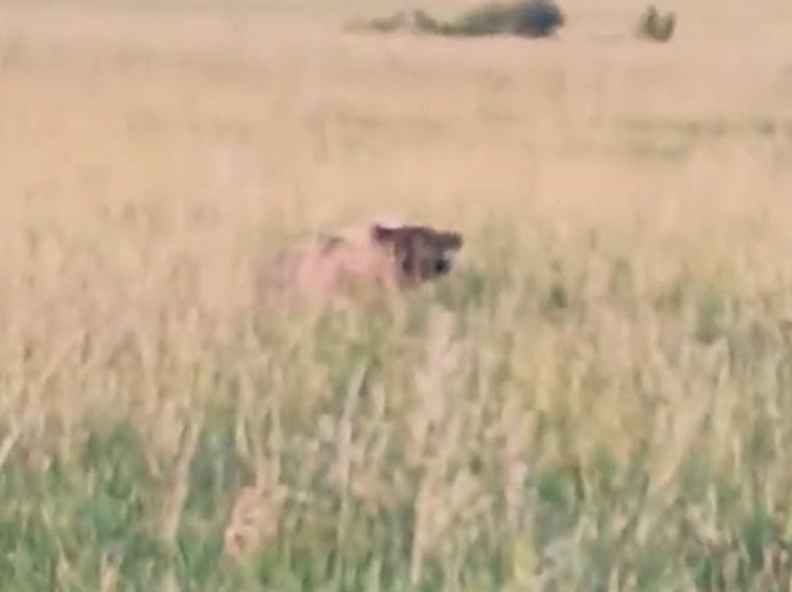 На озере в Башкирии отдыхающие   столкнулись с медведем