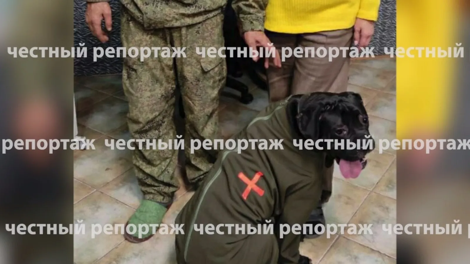 Волонтеры из Башкирии сшили военный костюм для собаки, которая служит в зоне СВО