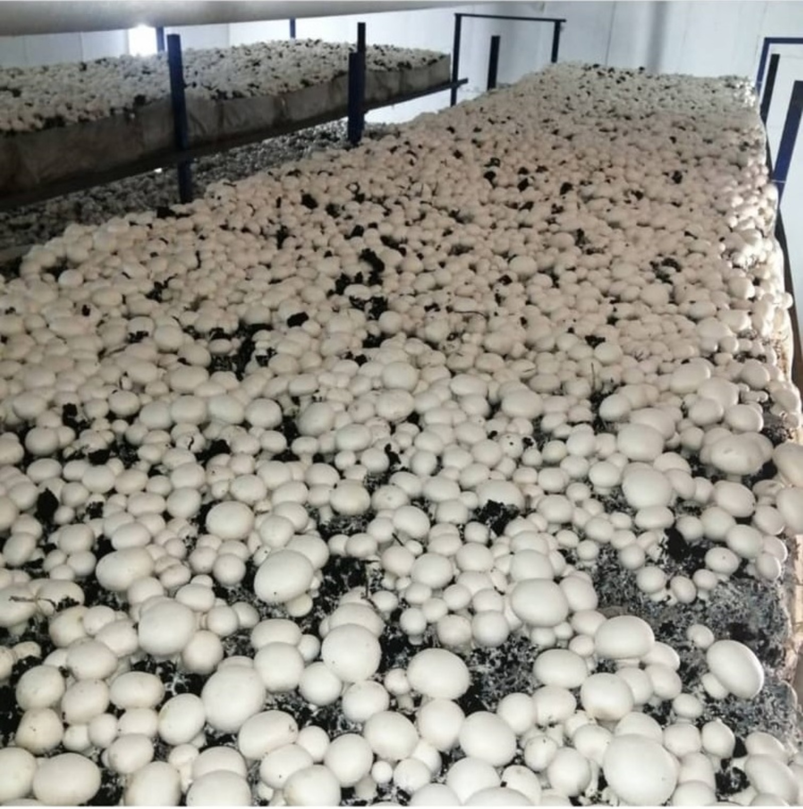 Грант «Агростартап» помог  предпринимателю Стерлитамакского района развить «грибное дело»