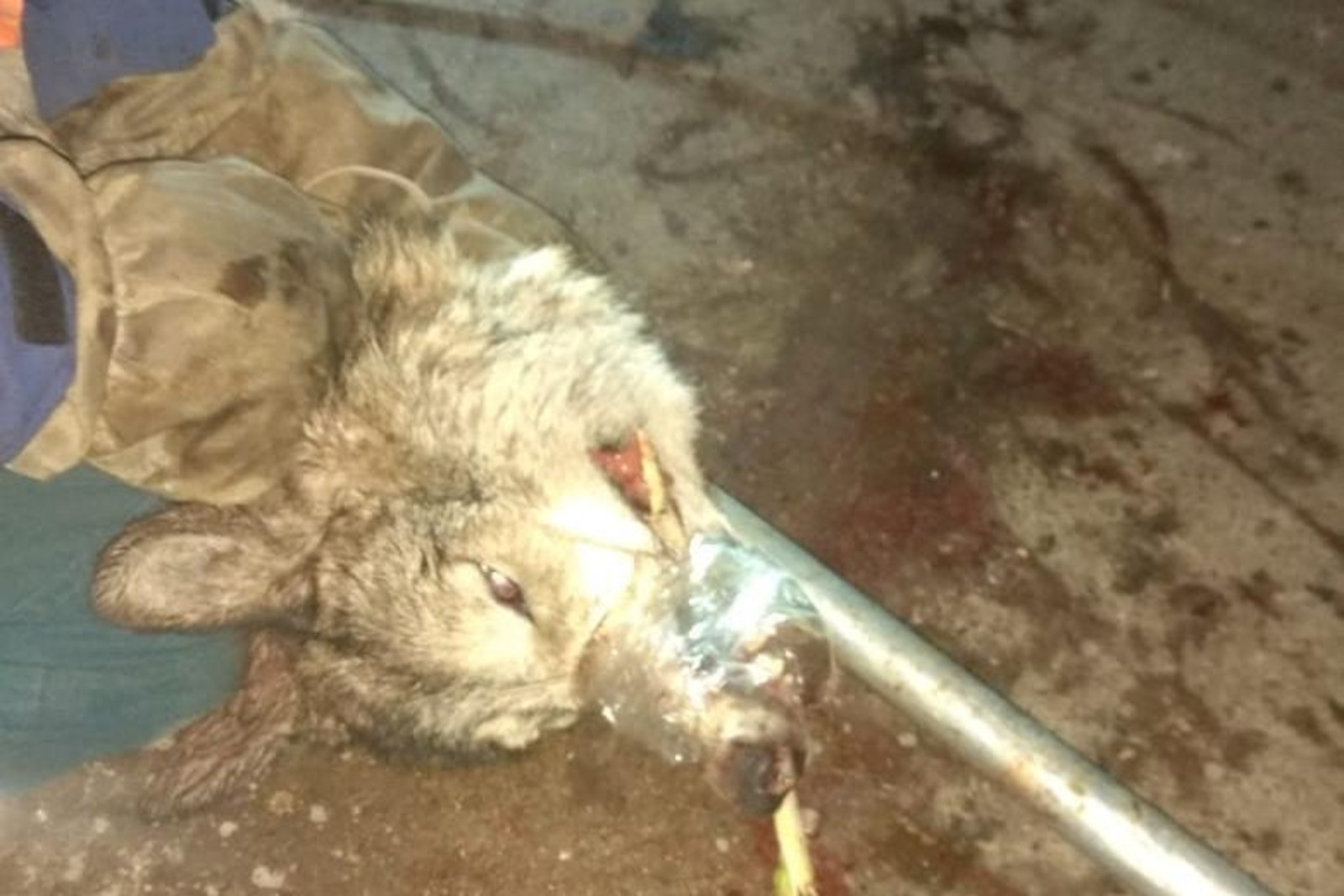 В Башкирии бегающий по улицам города волк погиб