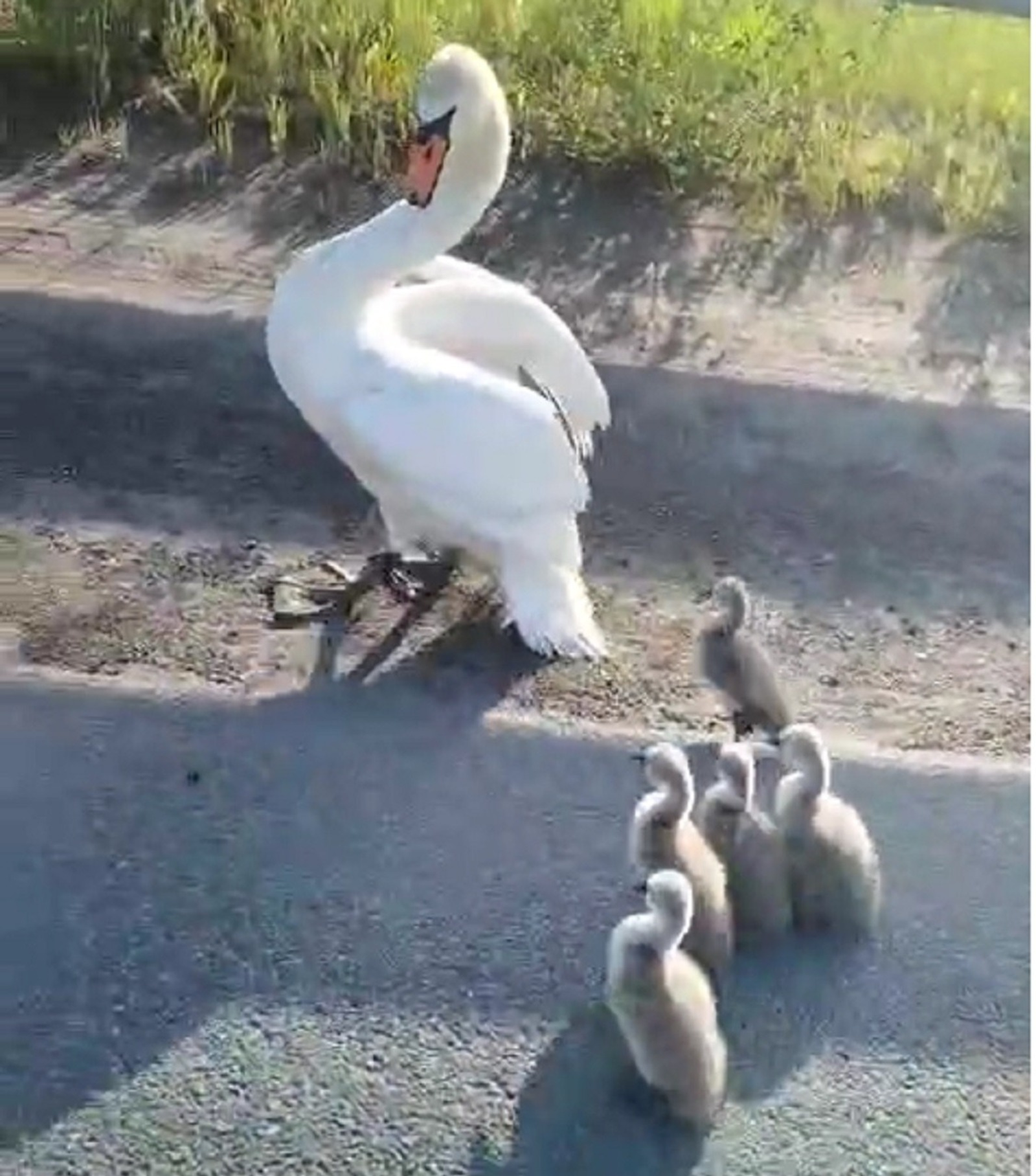 В Башкирии инспектор помог семейству лебедей благополучно перейти трассу