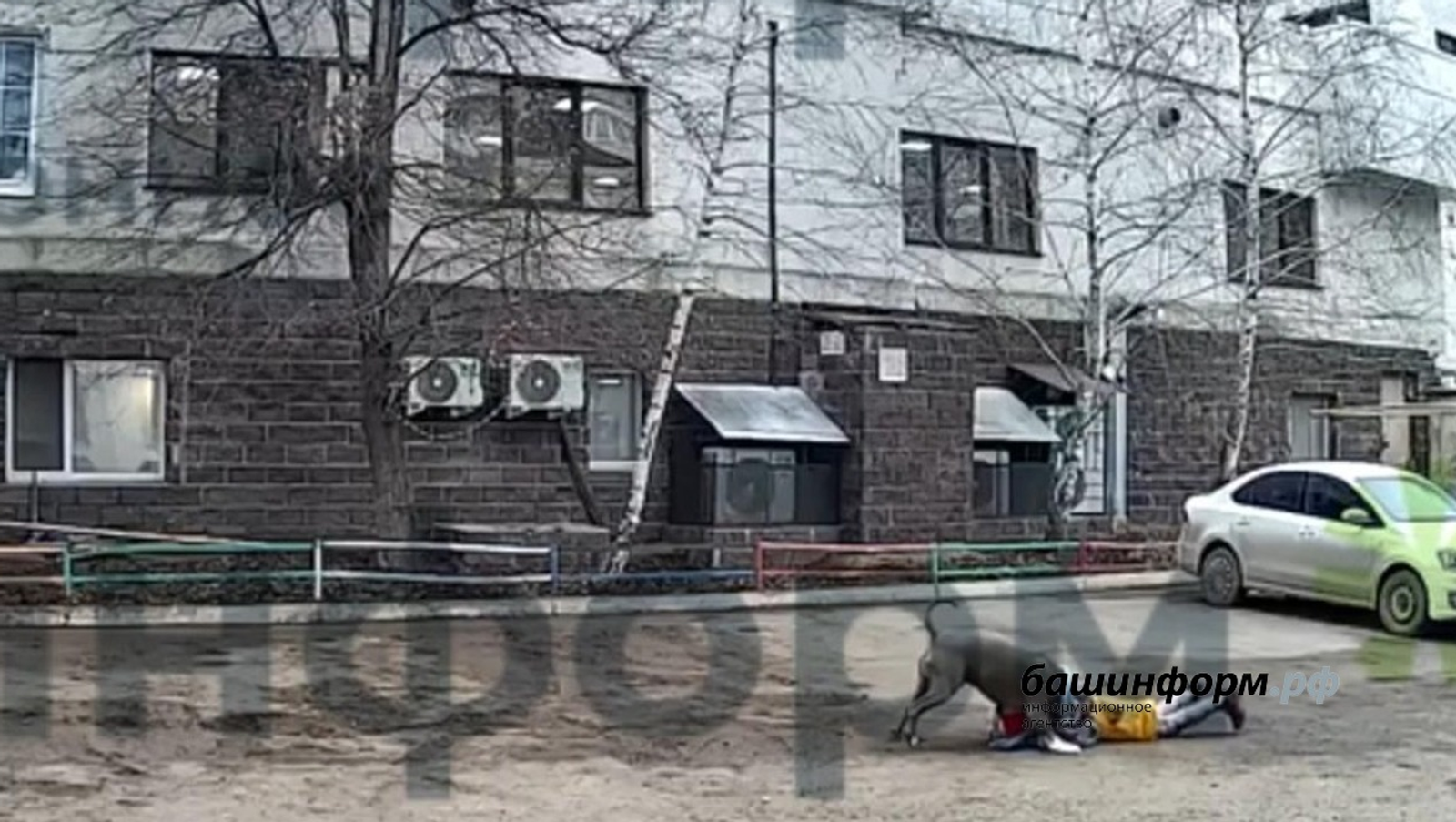 Жительницу Башкирии оштрафовали за нападение американского булли на ребенка