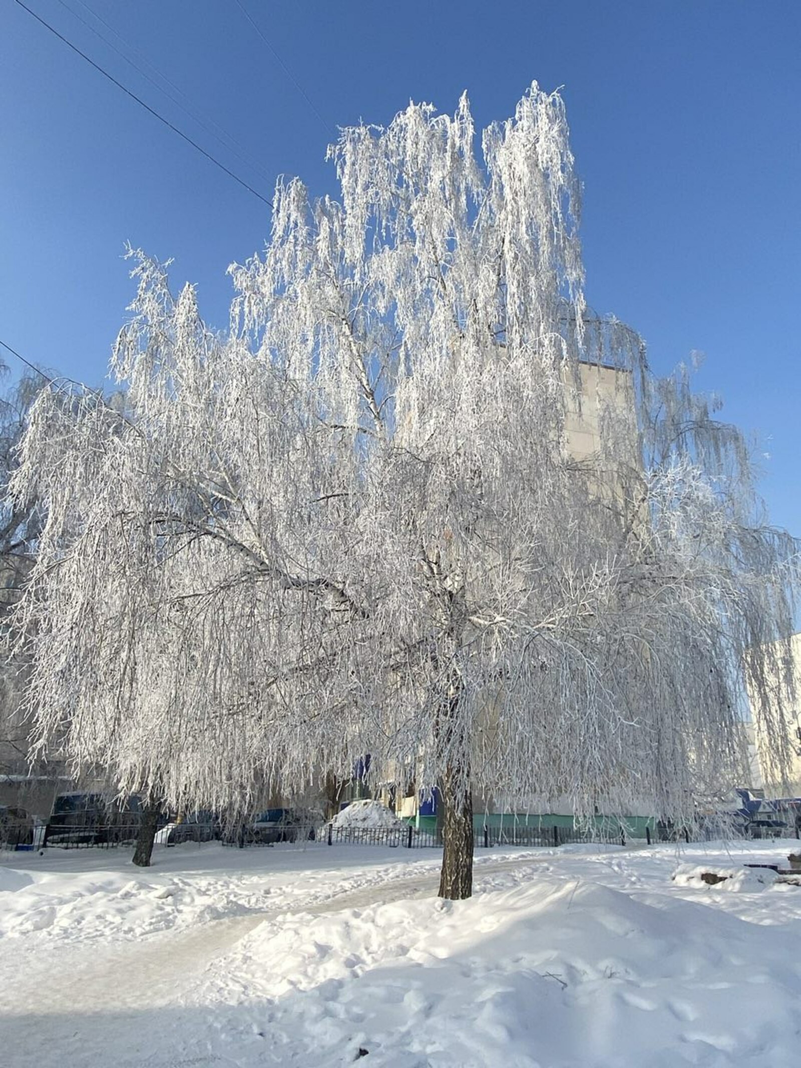 Морозный день