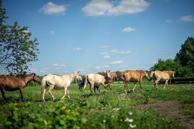 Производство кумыса в Башкирии
