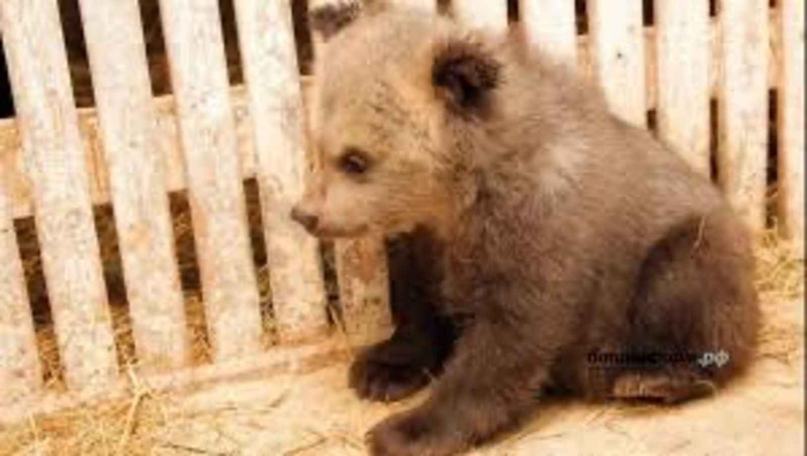 В Башкирии медвежонку, пойманному в селе Петровском, удалось сбежать