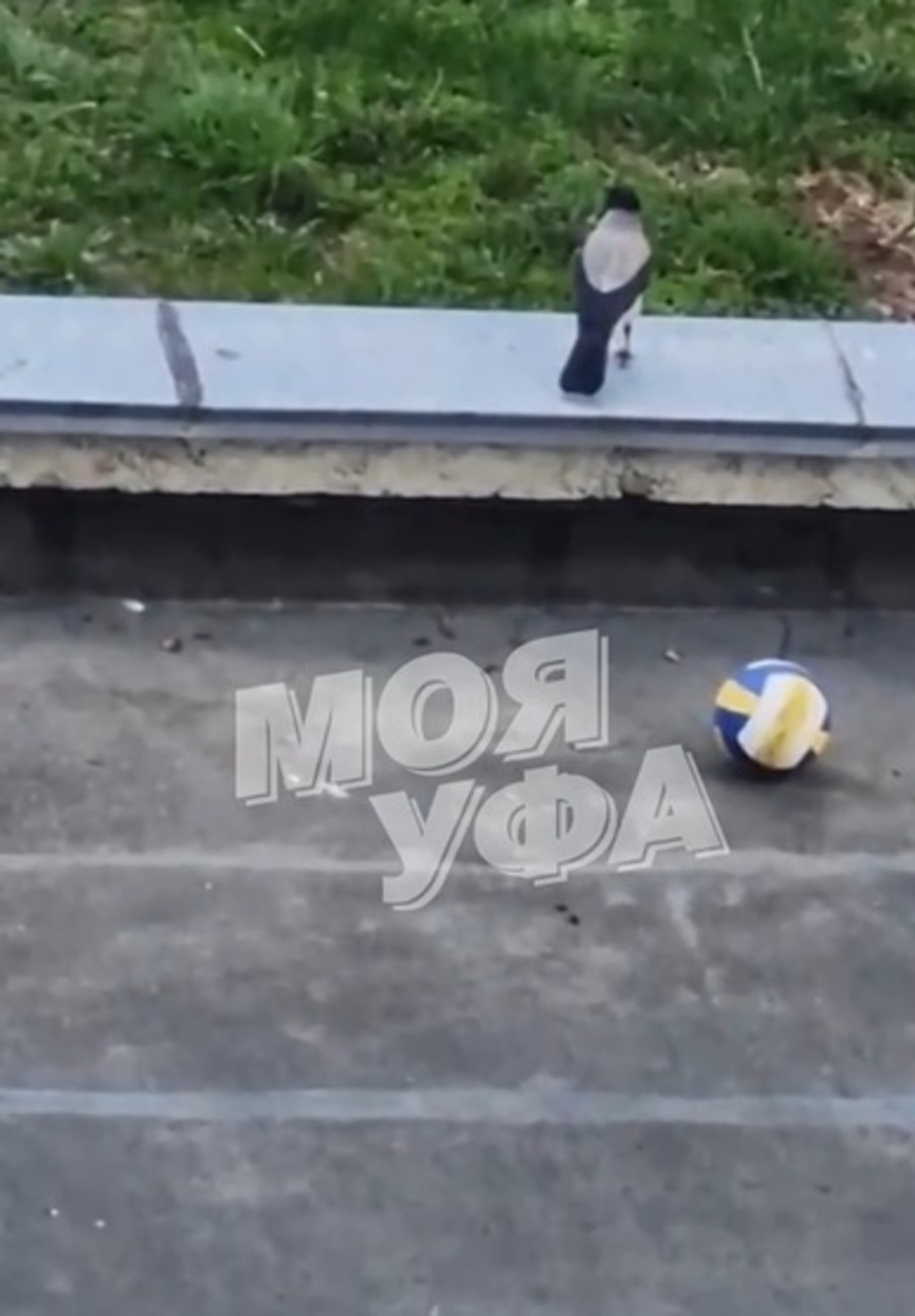 В Башкирии  появилась ворона-футболистка
