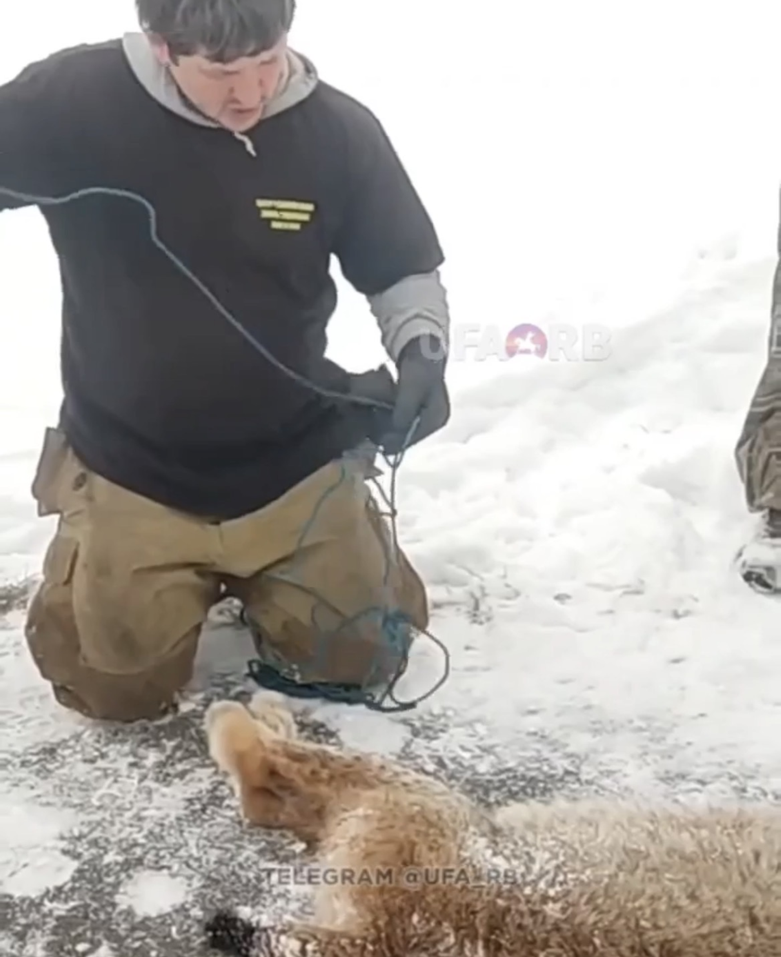 В Башкирии рысь с бешенством напала на ребёнка в детском лагере