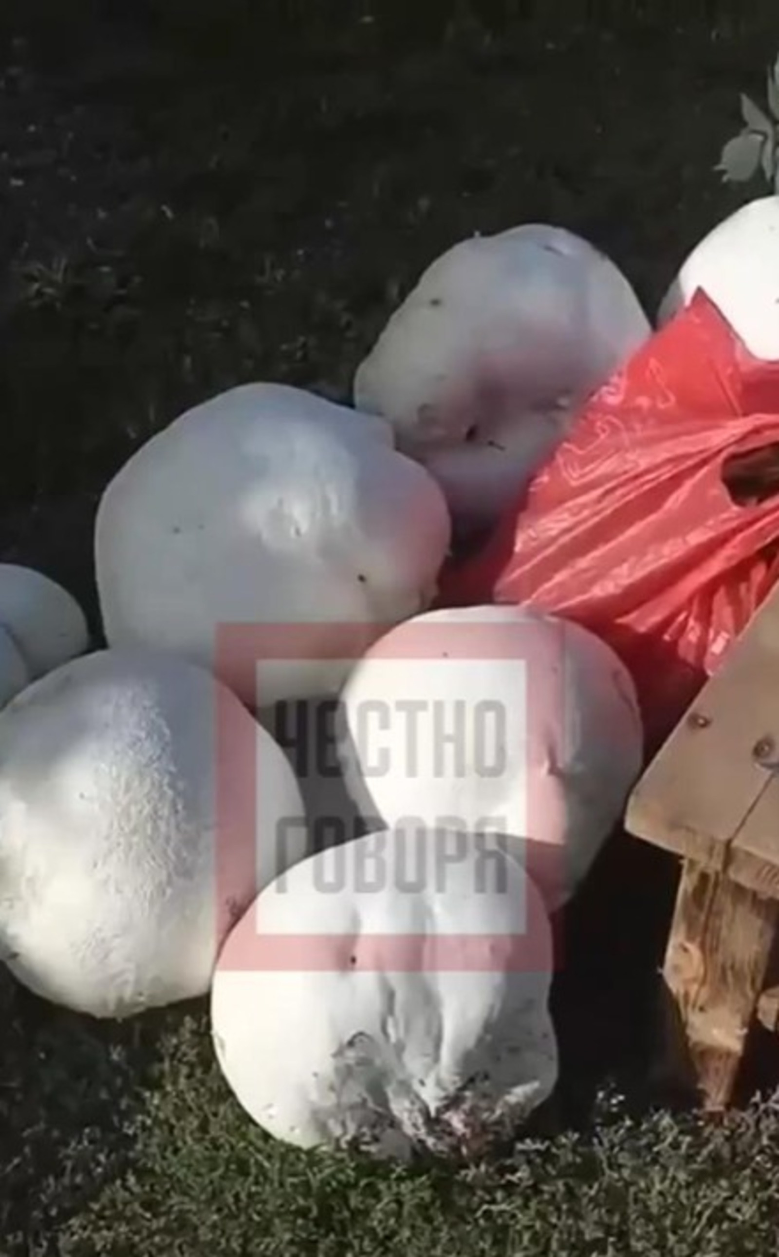 В Башкирии результатом  тихой охоты стали несколько  огромных грибов
