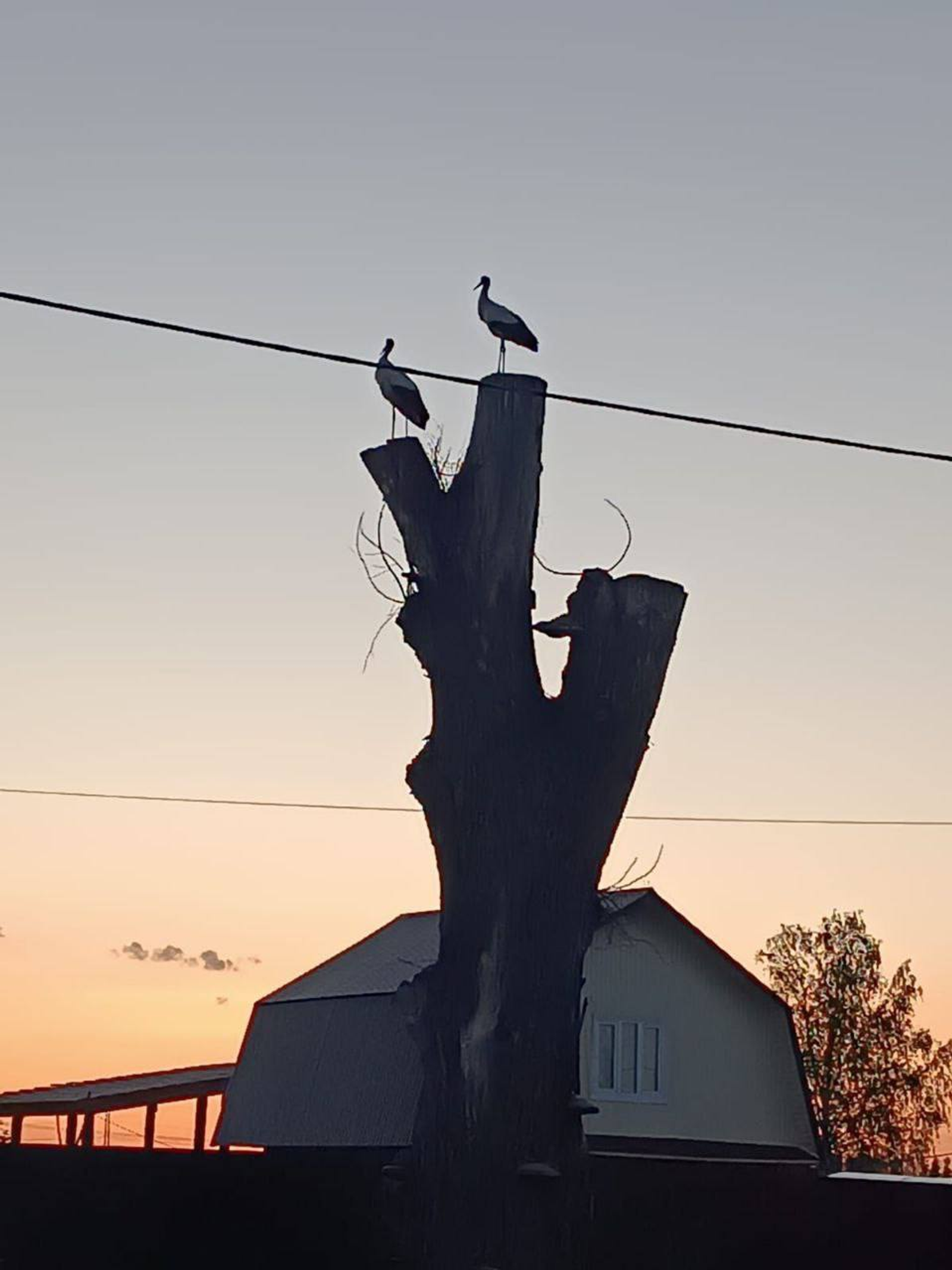 В Башкирии помогли аистам устроить гнездовье