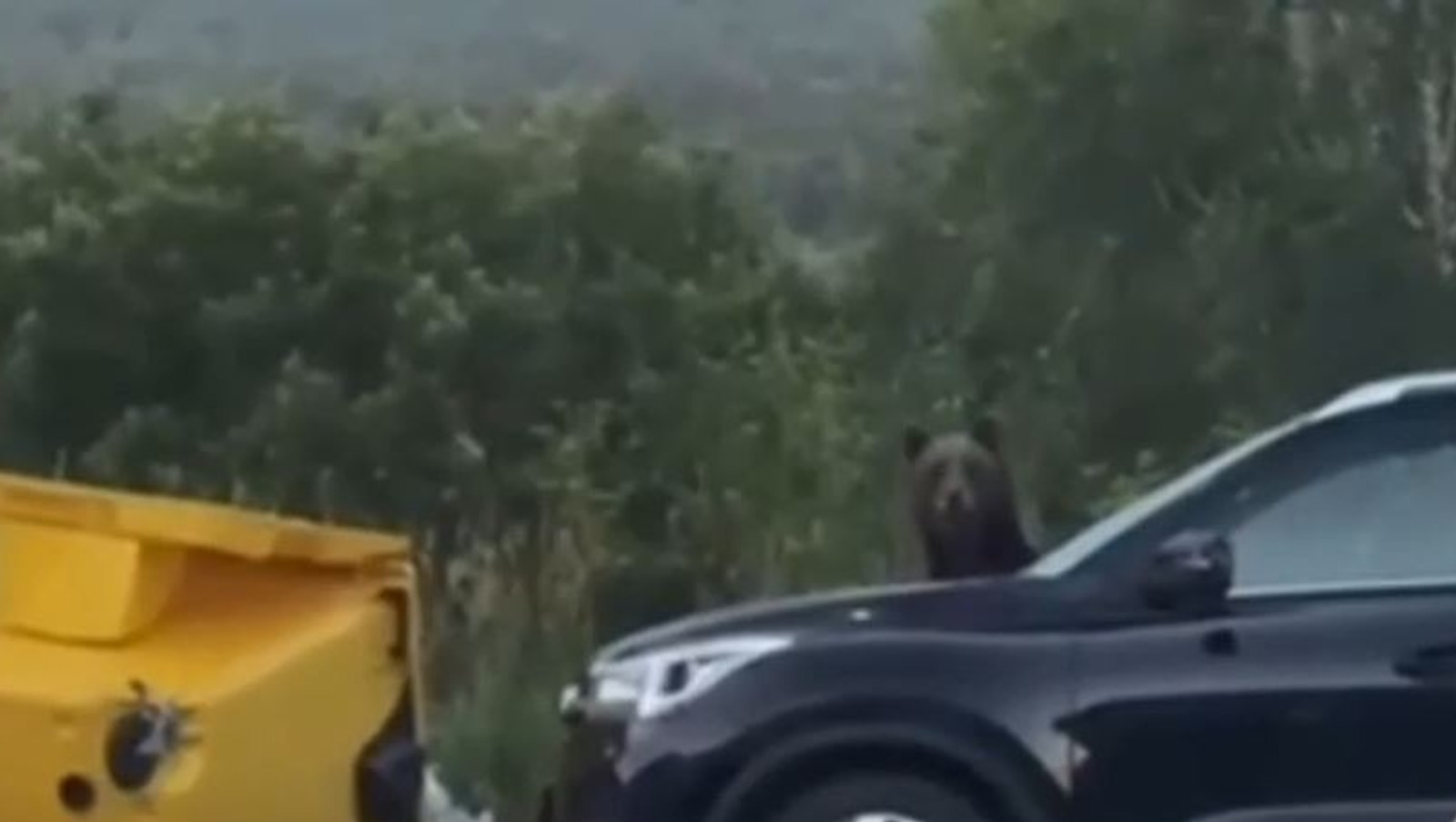 В Башкирии медведь решил поиграть в «гляделки» с сотрудником шиномонтажа