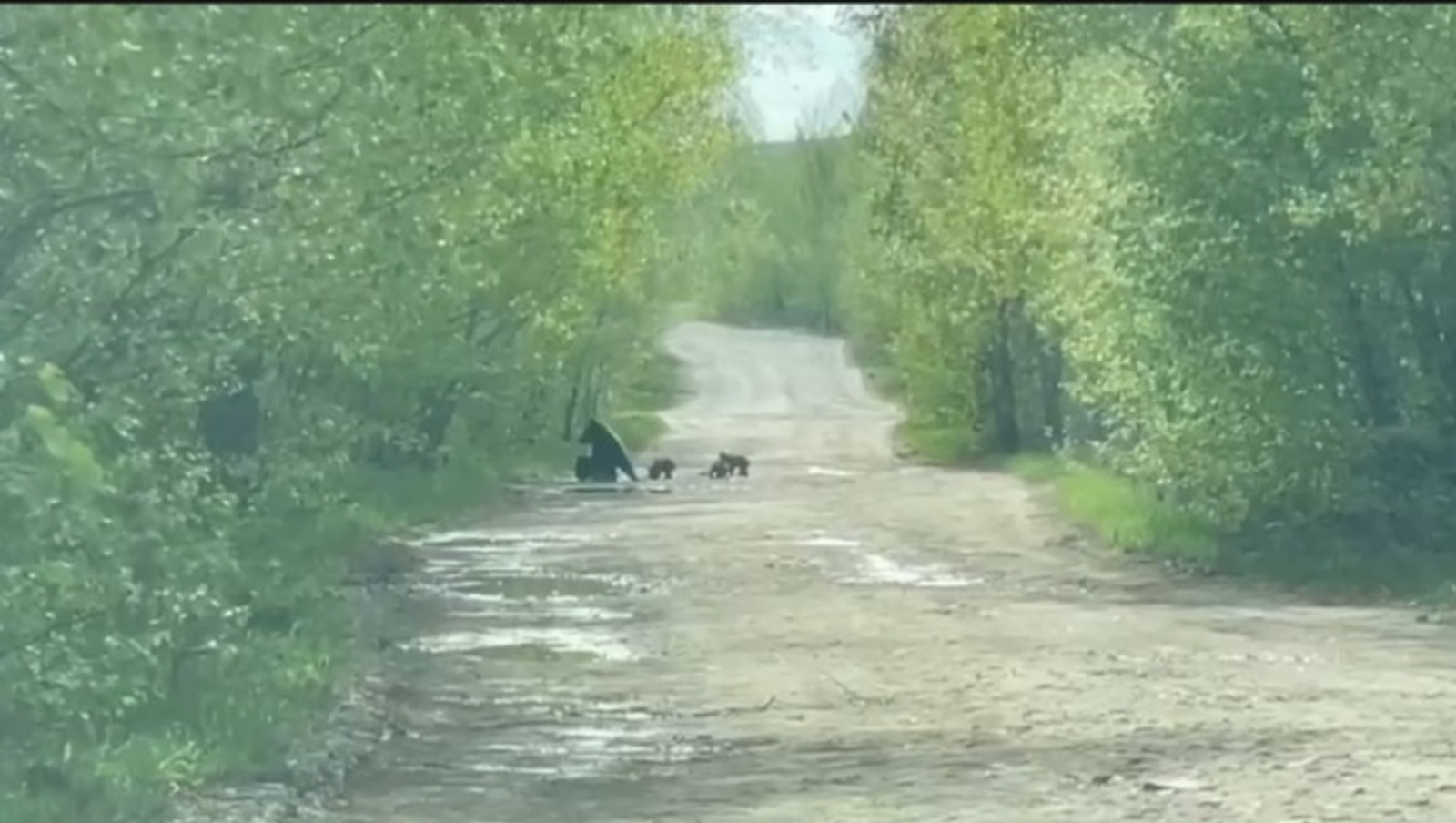 В Башкирии  туристы встретили на дороге медвежье семейство