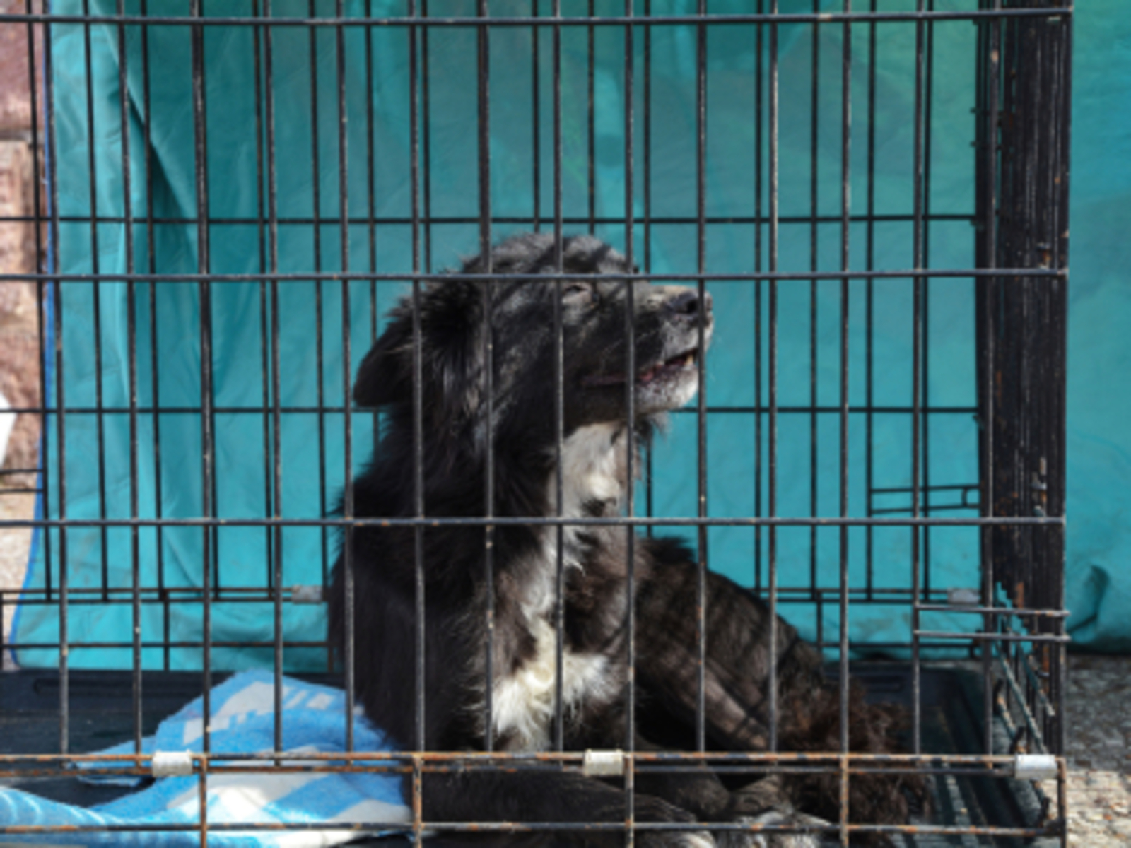 Как спастись от нападения собаки и заболевания