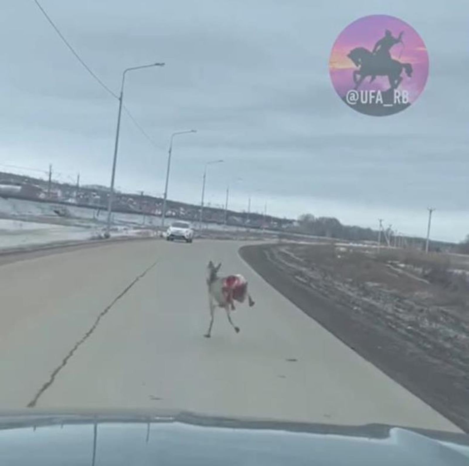 Раненую косулю, за которой гналась  собака, заметили на автодороге в  Башкирии
