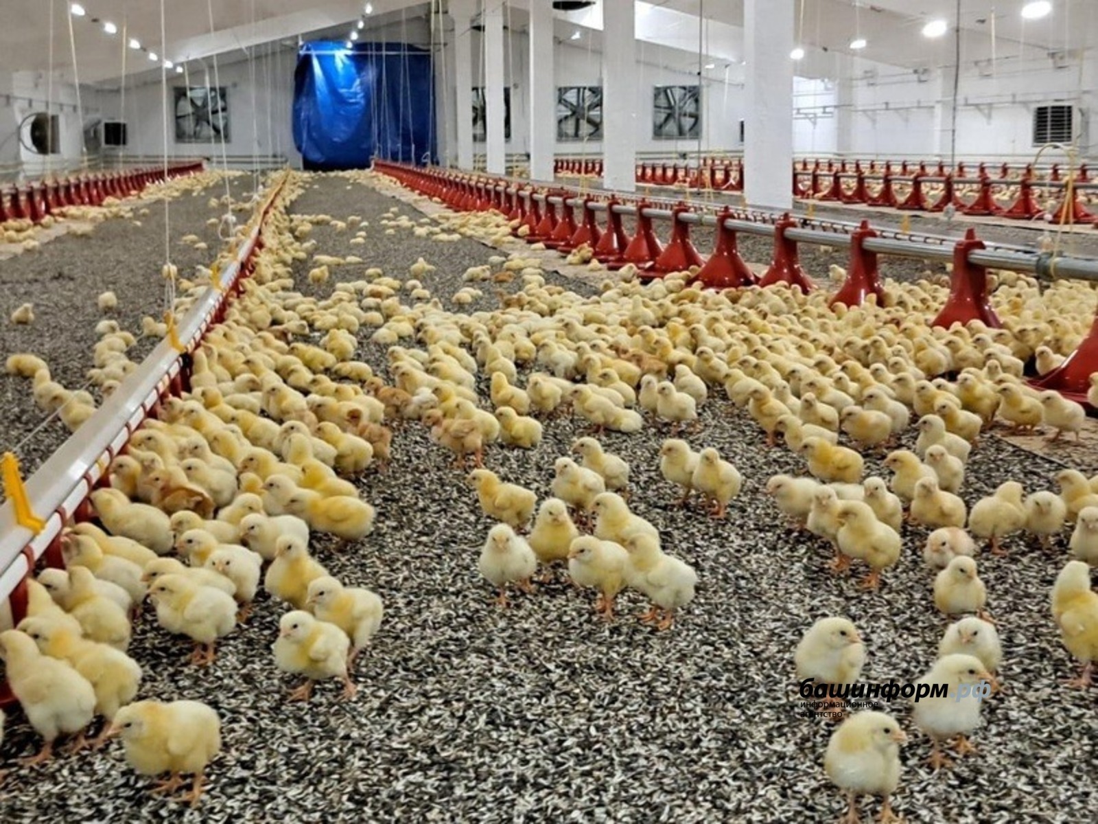 Радий Хабиров рассказал о новом корпусе птицефабрики в Башкирии