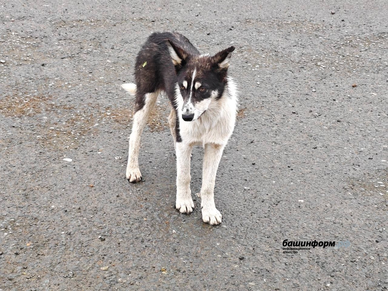 Жителям Башкирии напомнили о бесплатной вакцинации питомцев