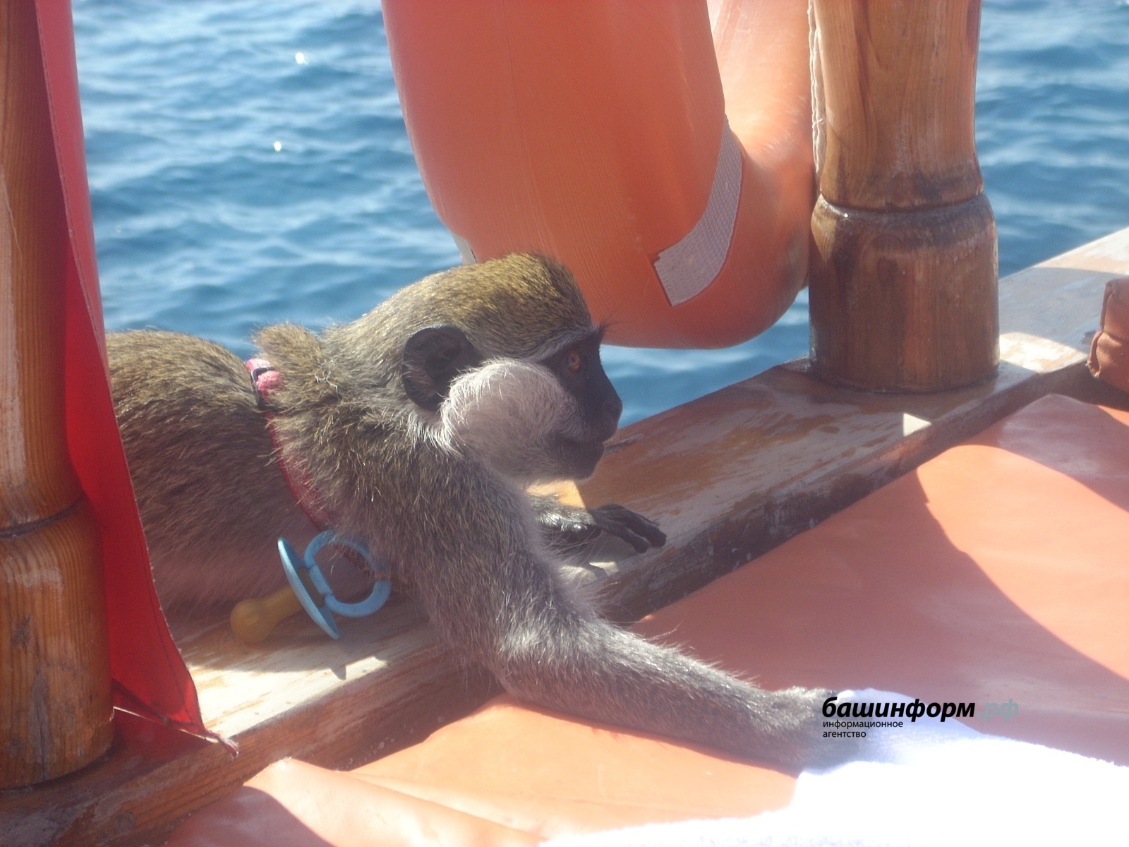 Жителя Стерлитамака укусила обезьяна