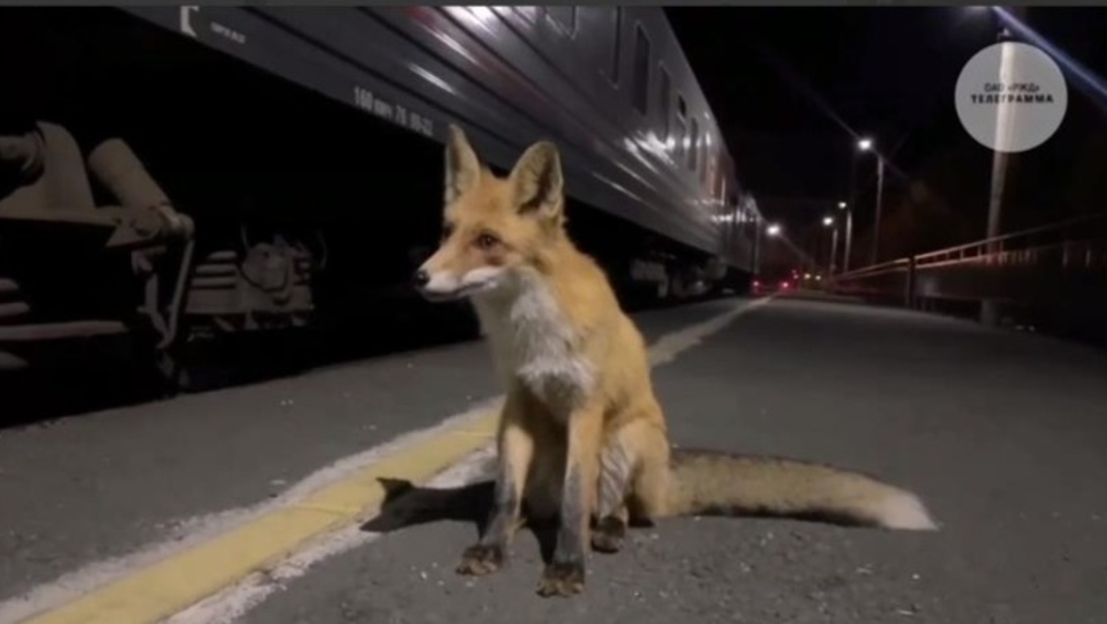 В Башкирии лисы регулярно встречают поезда на станции
