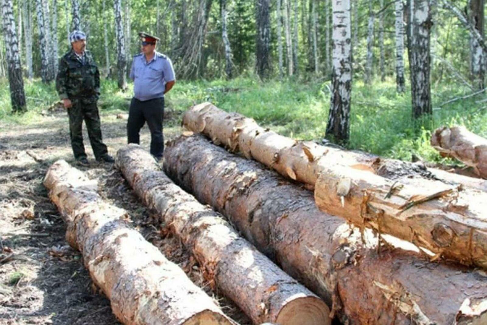 По требованию прокуратуры с «черного» лесоруба взыскано свыше 150 тыс. рублей