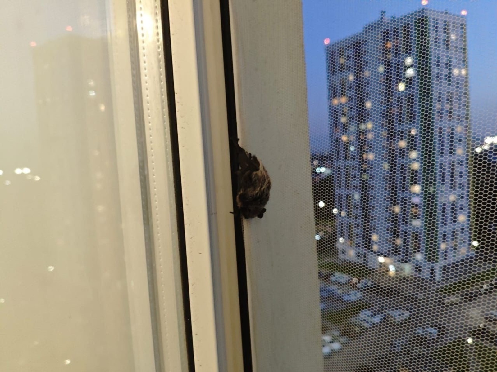 В Башкирии в экстренные службы поступило сообщение о летучей мыши в квартире