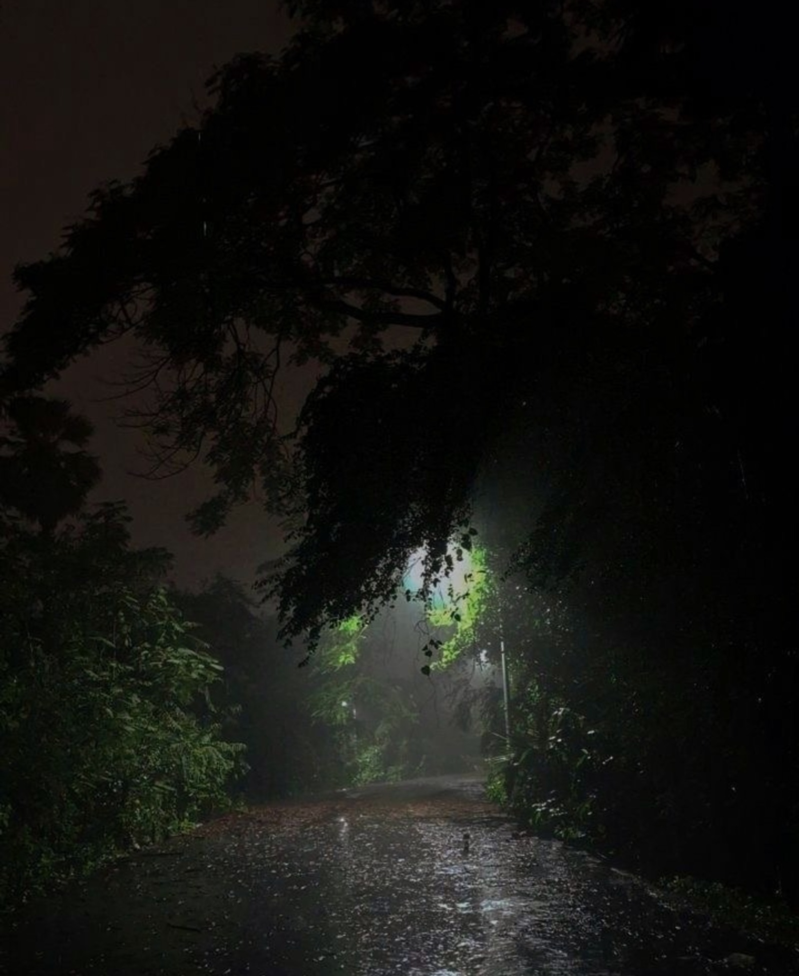 В Башкирии мужчина пытался снять кошку с дерева и упал