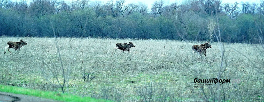 В Башкирии у подножия Торатау заметили семейство лосей