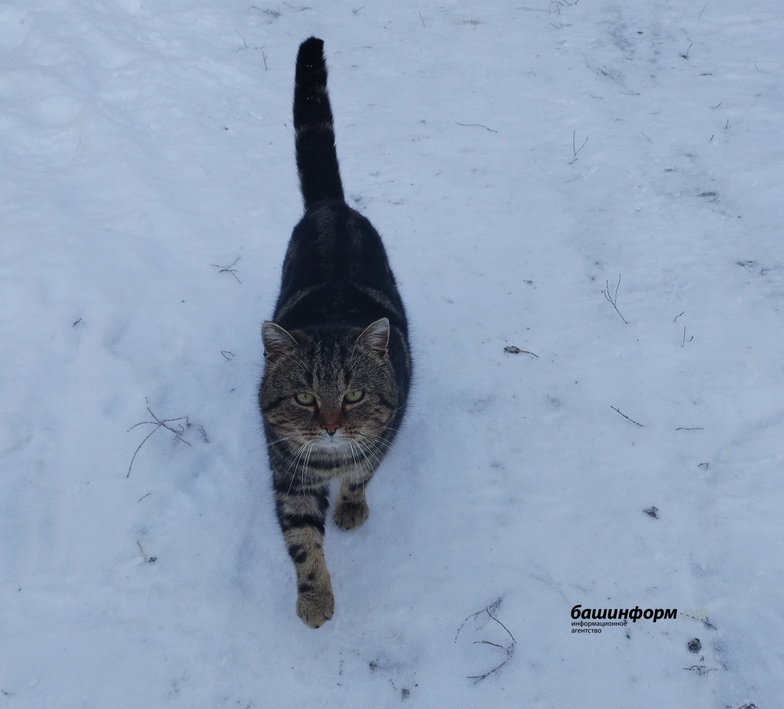 Жителей Башкирии ждут температурные «качели»