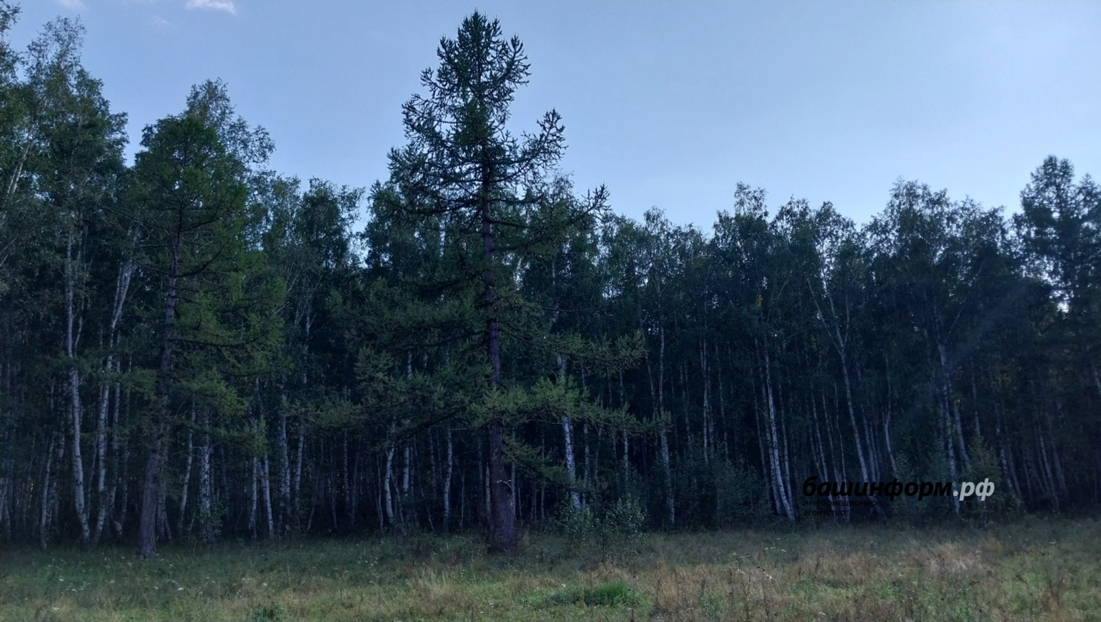 В Башкирии за сутки шесть человек заблудились в лесах