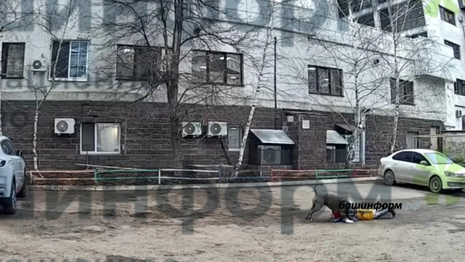 В Башкирии американский булли напал на ребенка