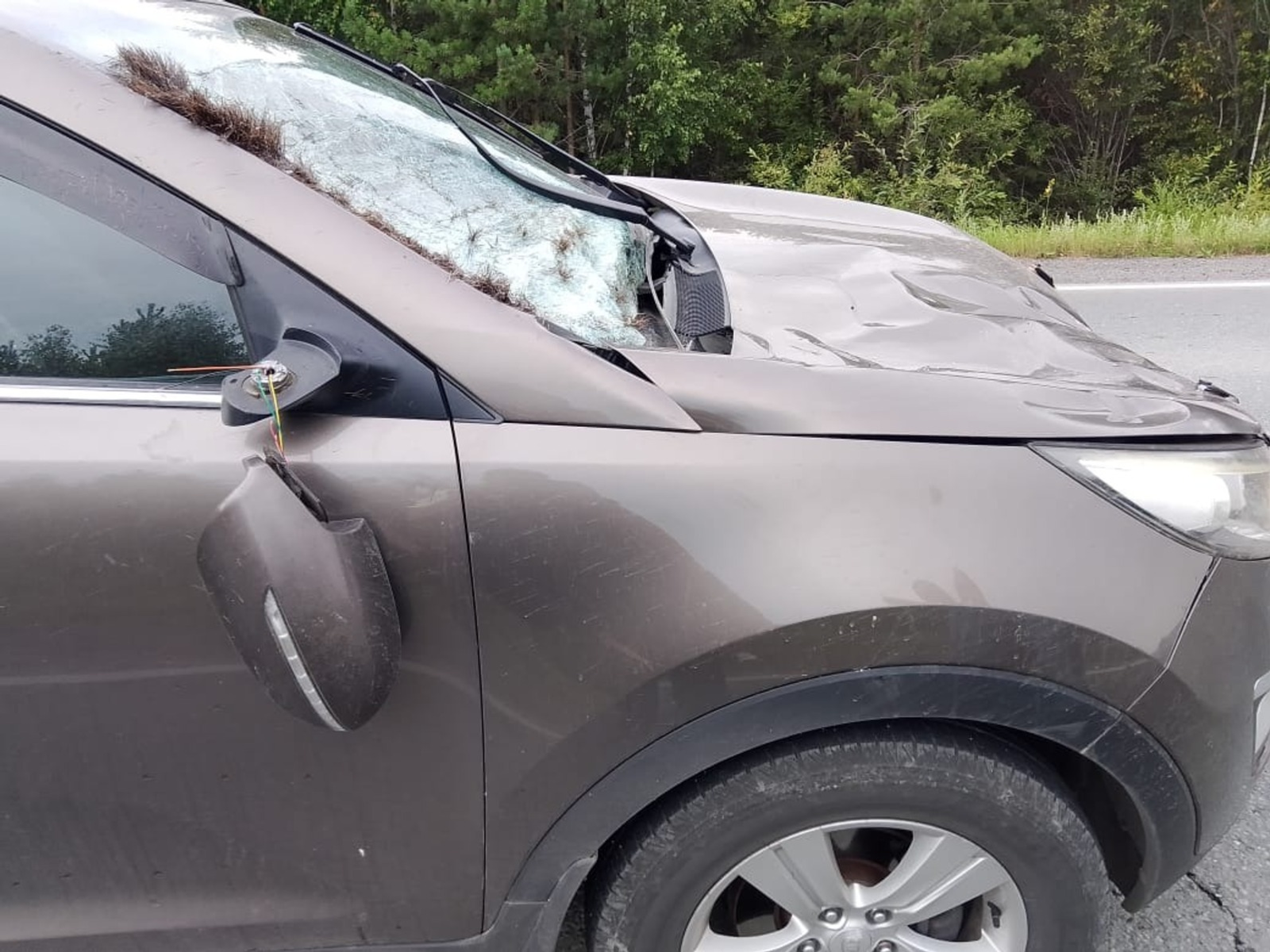 На трассе в Башкирии сбили косулю и лося