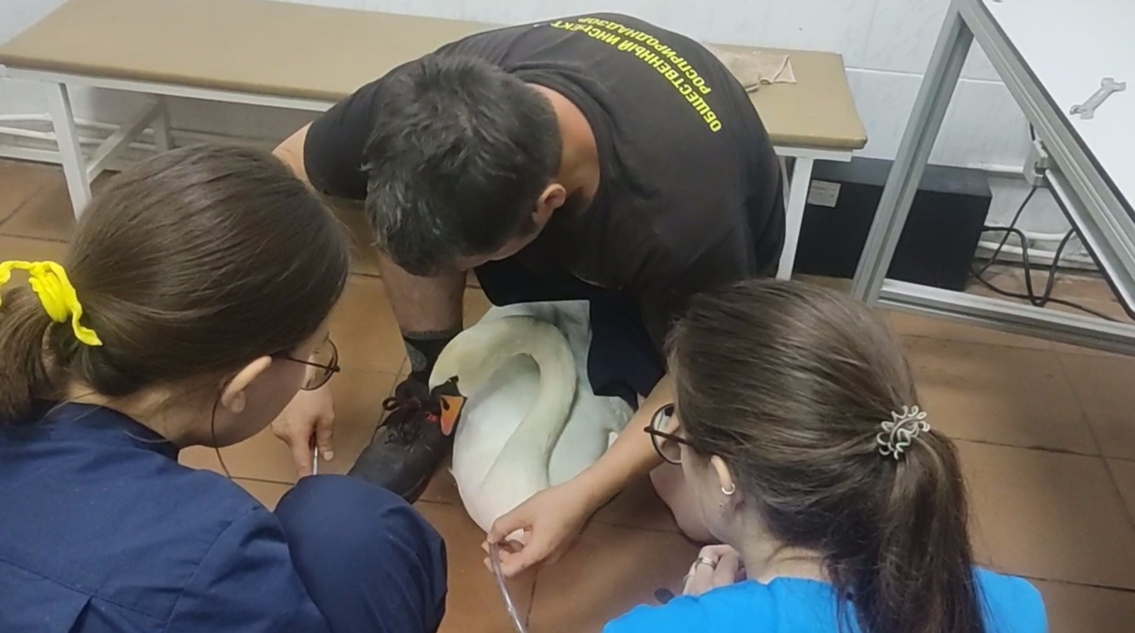 В Башкирии спасают лебедя, проглотившего рыболовный крючок