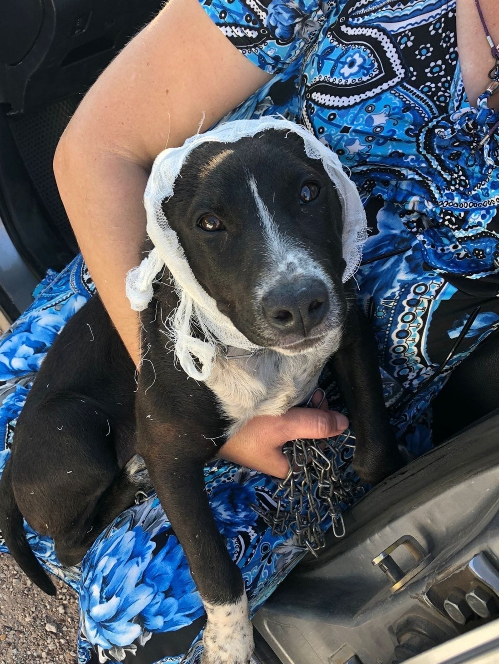 В Стерлитамаке волонтеры спасли щенка, которому живодер отрезал уши
