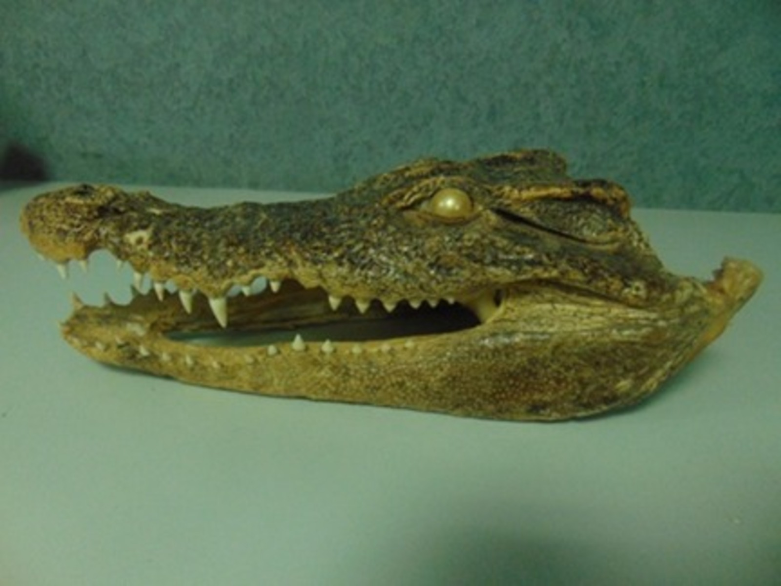 В Башкирии у пассажира изъяли контрабандное чучело крокодила