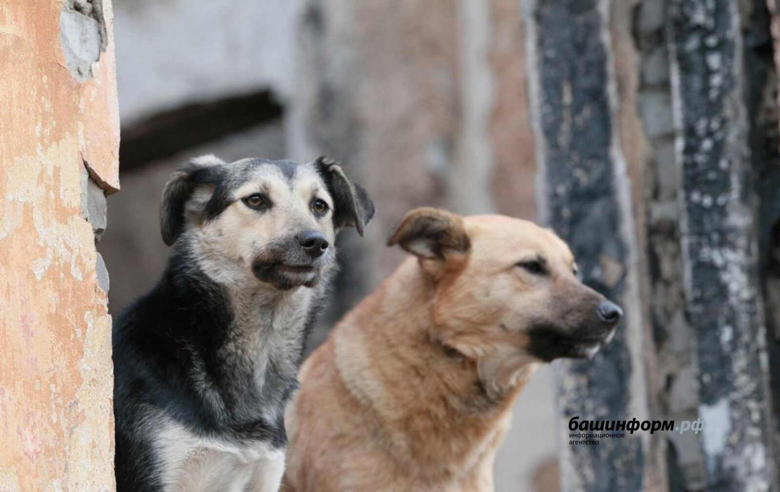 В одном из городов Башкирии введен карантин из-за бешенства