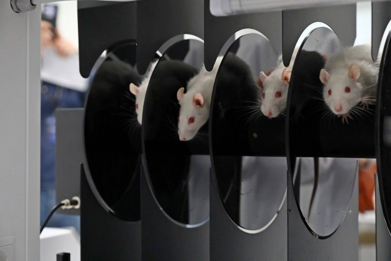 В Башкирии перешли на новый этап исследований в разработке антидепрессанта