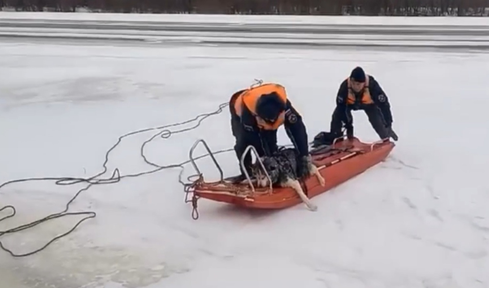 В одном из городов Башкирии спасли собаку, провалившуюся под лед