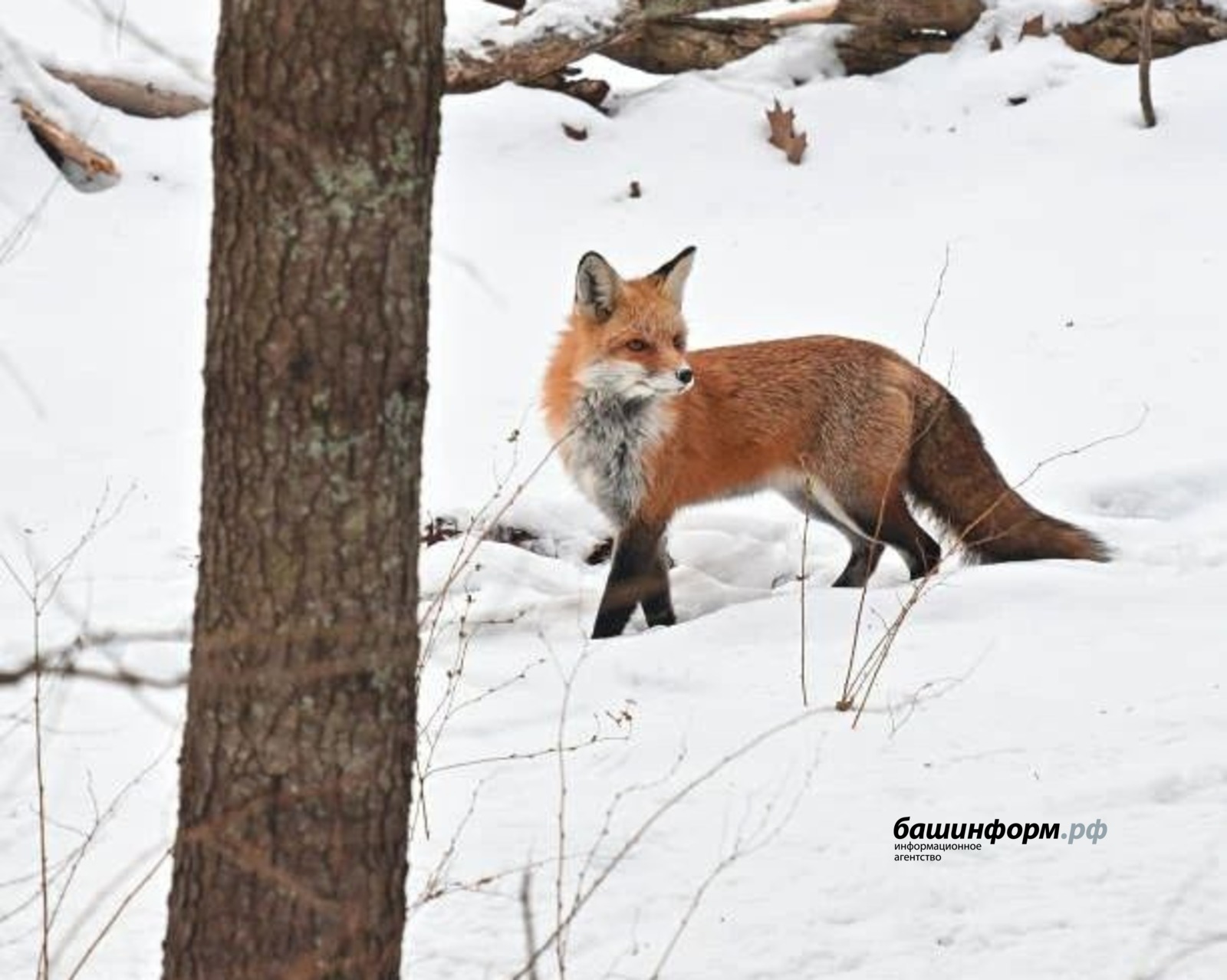 Жителей Башкирии предупреждают об активности лис
